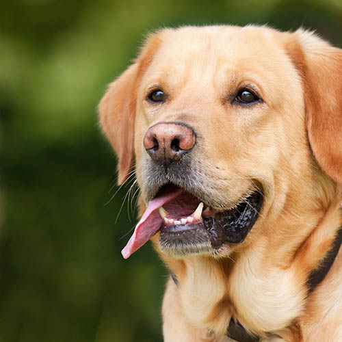  un chiot soin pharmacie des Fourches